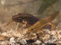 Triturus vulgaris 36, pair, Kleine watersalamander, Saxifraga-Mark Zekhuis