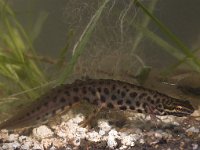 Triturus vulgaris 38, male, Kleine watersalamander, Saxifraga-Mark Zekhuis