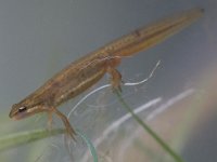 Triturus vulgaris 4, female, Kleine watersalamander, Saxifraga-Mark Zekhuis