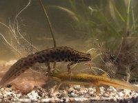 Triturus vulgaris 40, pair, Kleine watersalamander, Saxifraga-Mark Zekhuis