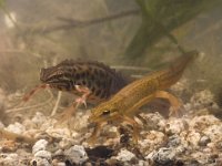 Triturus vulgaris 42, pair, Kleine watersalamander, Saxifraga-Mark Zekhuis