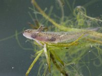 Triturus vulgaris 43, Kleine watersalamander, Saxifraga-Luc Hoogenstein : amfibie, amfibieën, amphibian