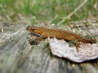 Triturus vulgaris 45, Kleine watersalamander, Saxifraga-Rudmer Zwerver