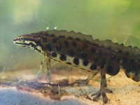 Triturus vulgaris 48, Kleine watersalamander, Saxifraga-Rudmer Zwerver