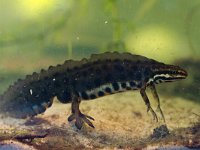 Triturus vulgaris 49, Kleine watersalamander, Saxifraga-Rudmer Zwerver