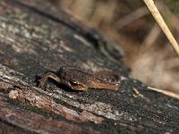 Triturus vulgaris 57, juv, Kleine watersalamander, Saxifraga-Hans Dekker