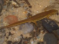 Triturus vulgaris 6, Kleine watersalamander, Saxifraga-Kees Marijnissen