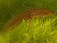 Triturus vulgaris 8, Kleine watersalamander, Saxifraga-Kees Marijnissen