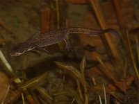 Triturus vulgaris 9, Kleine watersalamander, Saxifraga-Kees Marijnissen