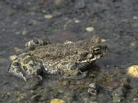 Bufotes viridis 15, male, Groene pad, Saxifraga-Edo van Uchelen