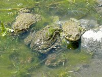 Bufotes viridis 42, Groene pad Saxifraga-Hans Grotenhuis