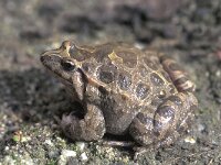 Discoglossus pictus, Painted frog