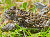 Epidalea calamita 15, Rugstreeppad, Saxifraga-Jan Nijendijk