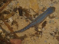 Ichthyosaura alpestris 4, Alpenwatersalamander, Saxifraga-Kees Marijnissen