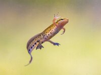 Male Palmate newt swimming in natural aquatic habitat  Palmate newt (Lissotriton helveticus) colorful aquatic amphibian male swimming in freshwater habitat of pond. Underwater wildlife scene of animal in nature of Europe. Netherlands. : Lissotriton, Netherlands, Triturus, adult, amphibian, animal, aquatic, aquatic habitat, background, beautiful, britain, british, brown, close up, closeup, colour, environment, europe, eye, fauna, freshwater, grass, green, green background, habitat, helveticus, lissotriton helveticus, macro, male, natural, nature, newt, one, outdoor, palmate, palmate newt, pond, salamander, side, spring, submersed, swimming, tail, uk, underwater, water, wild, wild animal, wildlife