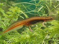 Lissotriton helveticus 4, male, Vinpootsalamander, Saxifraga-Kees Marijnissen