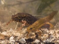 Lissotriton vulgaris 36, pair, Kleine watersalamander, Saxifraga-Mark Zekhuis