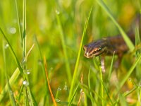 Male newt sideview  Male newt (Lissotriton vulgaris)  on route to breeding habitat in spring : Lissotriton, Triturus, amphibian, animal, background, close-up, closeup, common, fauna, grass, green, habitat, macro, natural, nature, newt, salamandridae, smooth, spring, vulgaris, warty, water, wild, wildlife