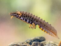 Common newt amhibian in freshwater habitat  Common newt (Lissotriton vulgaris) male aquatic amphibian swimming in freshwater habitat of pond. Underwater wildlife scene of animal in nature of Europe. Netherlands. : Lissotriton, Lissotriton vulgaris, Netherlands, Triturus, amphibian, animal, aquarium, aquatic, aquatic animal, beautiful, biology, closeup, color, common, common newt, conservation, cute, endangered, environment, europe, fauna, female, fresh, freshwater, habitat, lake, life, macro, male, natural, nature, newt, northern, orange, pond, salamander, smooth, species, spring, submerged, summer, swimming, triturus vulgaris, underwater, vulgaris, water, wild, wilderness, wildlife