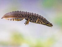Common newt amhibian in freshwater habitat  Common newt (Lissotriton vulgaris) male aquatic amphibian swimming in freshwater habitat of pond. Underwater wildlife scene of animal in nature of Europe. Netherlands. : Lissotriton, Lissotriton vulgaris, Netherlands, Triturus, amphibian, animal, aquarium, aquatic, aquatic animal, beautiful, biology, closeup, color, common, common newt, conservation, cute, endangered, environment, europe, fauna, female, fresh, freshwater, habitat, lake, life, macro, male, natural, nature, newt, northern, orange, pond, salamander, smooth, species, spring, submerged, summer, swimming, triturus vulgaris, underwater, vulgaris, water, wild, wilderness, wildlife