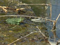 Pelophylax bedriagae 2, Levantijnse meerkikker, adult, Saxifraga-Theo Verstrael