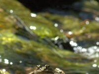 Pelophylax bedriagae 4, Levantijnse meerkikker, adult, Saxifraga-Theo Verstrael