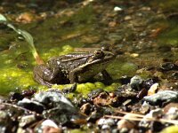Pelophylax bedriagae 6, Levantijnse meerkikker, adult, Saxifraga-Theo Verstrael