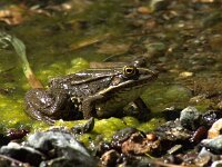 Pelophylax bedriagae 7, Levantijnse meerkikker, adult, Saxifraga-Theo Verstrael