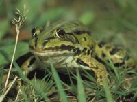 Pelophylax esculentus 3, Middelste groene kikker, Saxifraga-Kees Marijnissen