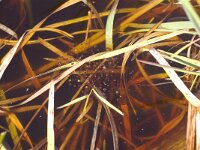 Pelophylax lessonae 19, Poelkikker, Saxifraga-Kees Marijnissen