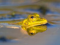 Pool frog head looking from water  Pool frog (Pelophylax lessonae) looking in camera from the water : Lessona, Netherlands, Pelophylax, Poelkikker, adorable, alert, amphibian, animal, background, beautiful, close, closeup, color, cute, ecology, environment, esculenta, esculentus, europe, european, fauna, frog, funny, grass, green, happy, head, kleiner, landscape, lessonae, look, looking, macro, male, nature, peeking, pond, pool, portrait, rana, strong, suspicious, swim, swimming, toad, wasserforsch, watching, water, wild, wildlife