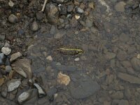 Rana perezi 5, Iberische meerkikker, Saxifraga-Willem van Kruijsbergen