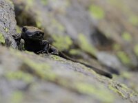 Salamandra lanzai 2, Saxifraga-Bruno Cataldo