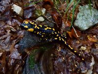 Salamandra salamandra 39, Vuursalamander, Saxifraga-Ed Stikvoort : Moscenicka a900