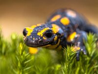 Close up of Fire salamander newt in its natural habitat  Fire salamander newt (Salamandre salamandre) live in central European deciduous forests and are declining amphibians in numbers : 2000, Netherlands, adorable, amphibian, amphibious, animal, black, curious, cute, ecology, environment, family, fauna, fire, forest, funny, germany, habitat, happy, hasbruch, hill, inquisitive, limburg, looking, mountains, natura, natural, nature, neurotoxic, newt, pattern, poison, poisonous, rare, real, river, salamander, salamandra, sign, species, spots, spotted, stream, threatened, toxic, warning, wet, wild, wildlife, yellow
