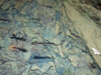 Salamandra salamandra 8, Vuursalamander, Saxifraga-Jeroen Willemsen