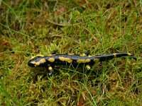 Salamandra salamandra 1, Vuursalamander, Saxifraga-Dirk Hilbers