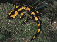 Salamandra salamandra 10, Vuursalamander, Saxifraga-Edo van Uchelen