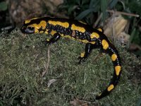 Salamandra salamandra 11, Vuursalamander, Saxifraga-Edo van Uchelen