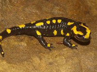 Salamandra salamandra 13, Vuursalamander, Saxifraga-Kees Marijnissen