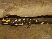 Salamandra salamandra 14, Vuursalamander, Saxifraga-Kees Marijnissen
