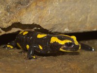 Salamandra salamandra 15, Vuursalamander, Saxifraga-Kees Marijnissen