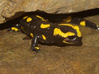 Salamandra salamandra 16, Vuursalamander, Saxifraga-Kees Marijnissen