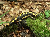 Salamandra salamandra 17, Vuursalamander, Saxifraga-Jan Willem Jongepier