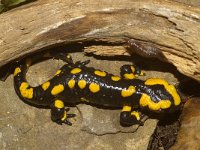 Salamandra salamandra 19, Vuursalamander, Saxifraga-Kees Marijnissen