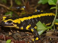 Salamandra salamandra 2, Vuursalamander, Saxifraga-Kees Marijnissen