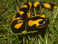 Salamandra salamandra 20, Vuursalamander, Saxifraga-Kees Marijnissen
