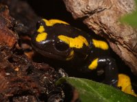 Salamandra salamandra 21, Vuursalamander, Saxifraga-Kees Marijnissen