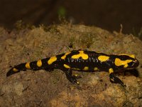 Salamandra salamandra 22, Vuursalamander, Saxifraga-Kees Marijnissen