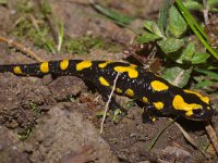 Salamandra salamandra 24, Vuursalamander, Saxifraga-Kees Marijnissen